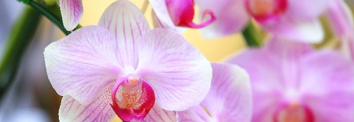 Nahaufnahme einer blühenden Orchidee.